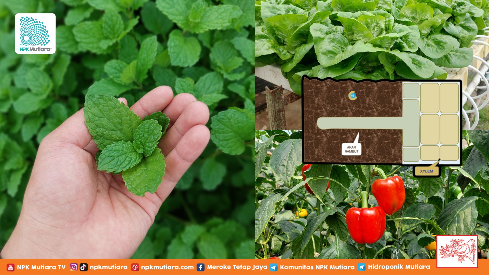 Apa Itu Chelate? Penolong Tanaman Dapat Nutrisi Maksimal