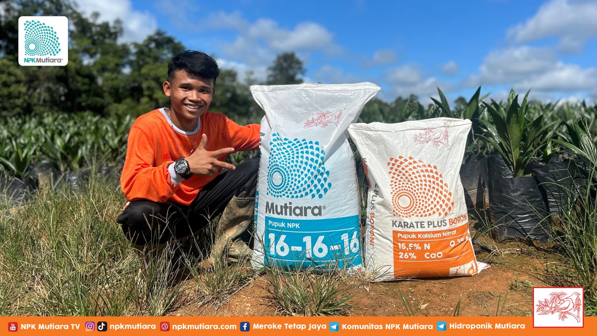 Pre Nursery Berkualitas, Panen Sawit Melimpah! Ini Tips dan Trik Perawatannya!