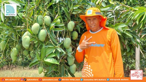 Mengelola Kebun Mangga Berumur 25 Tahun: Bisakah Pohon Mangga yang Sudah Tua Tetap Produktif?