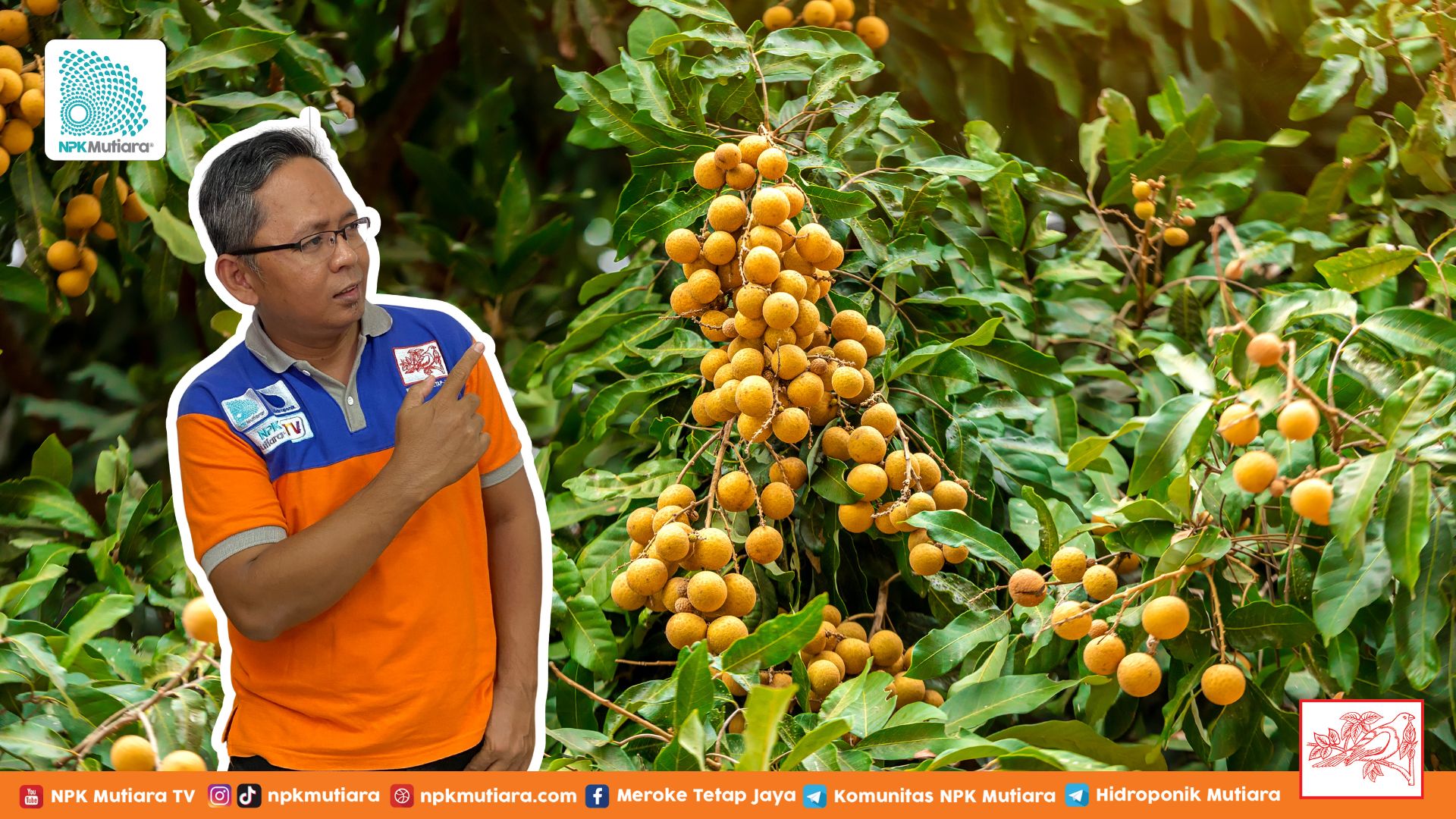 Bingung Budidaya Kelengkeng? Cek Dulu Kebutuhan Nutrisi dan Syarat Tumbuhnya Sebelum Mulai!