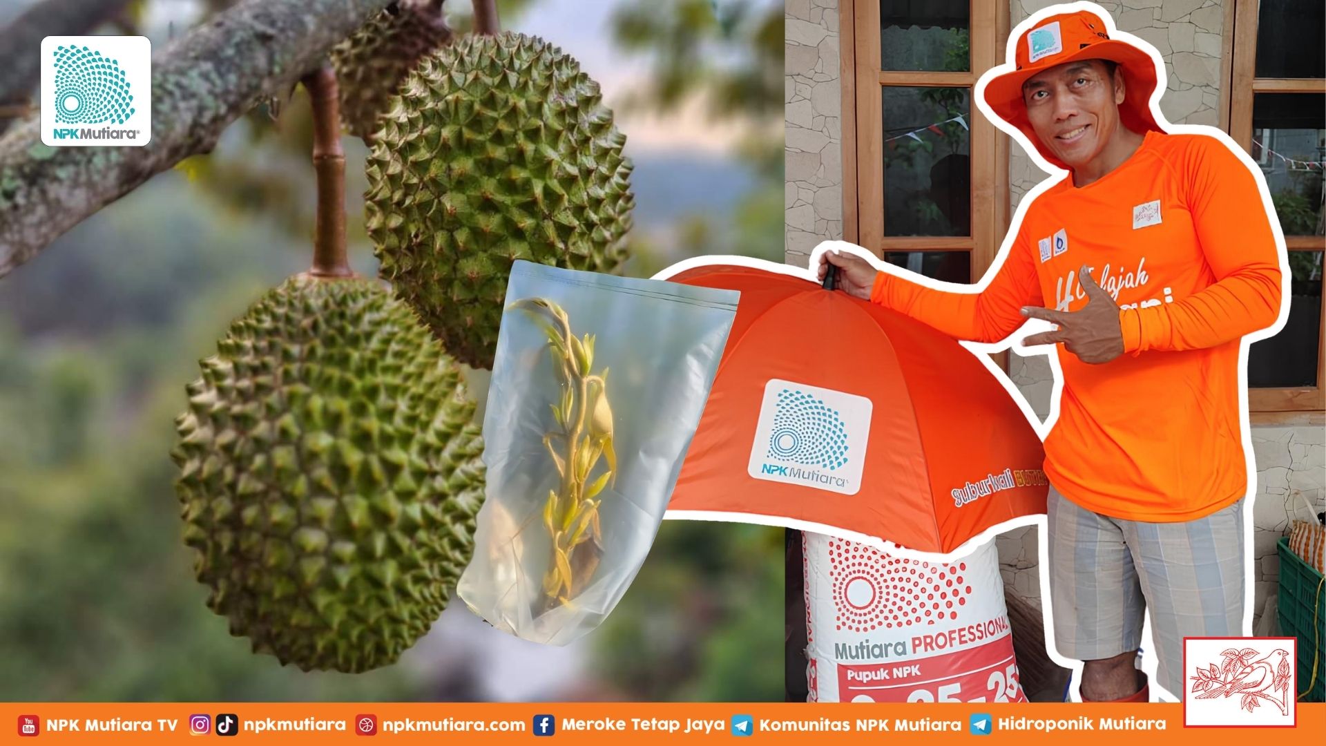 Top Working: Strategi Cepat Panen Durian Premium
