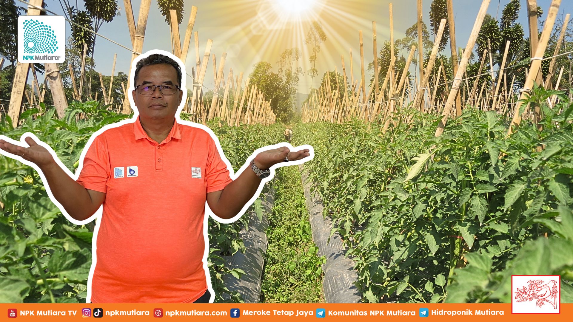 Pentingnya Persiapan dan Strategi Bertani di Musim Kemarau