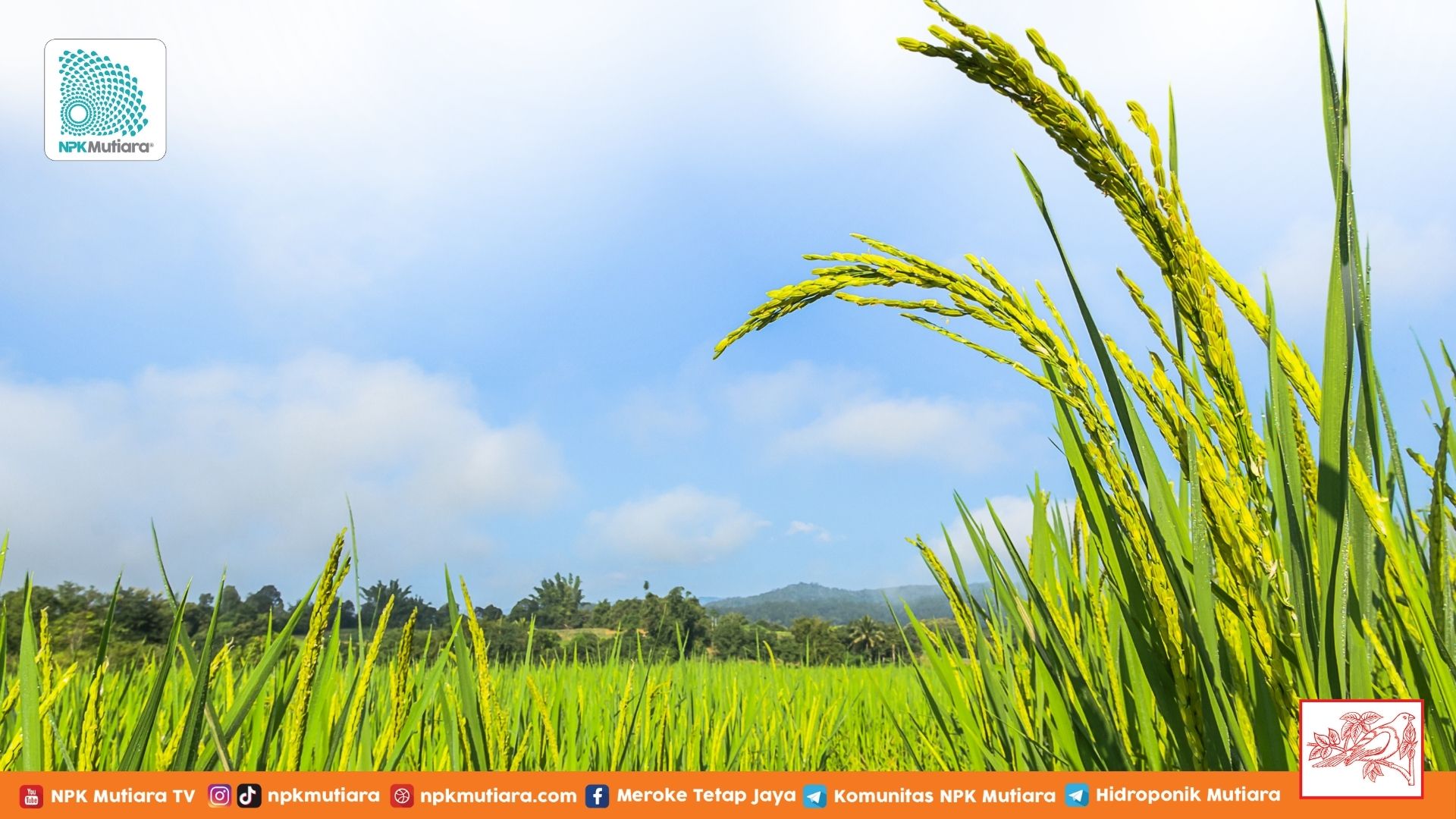 Jangan Panen Dulu Kalau Belum Tahu 7 Tanda Padi Sudah Matang!