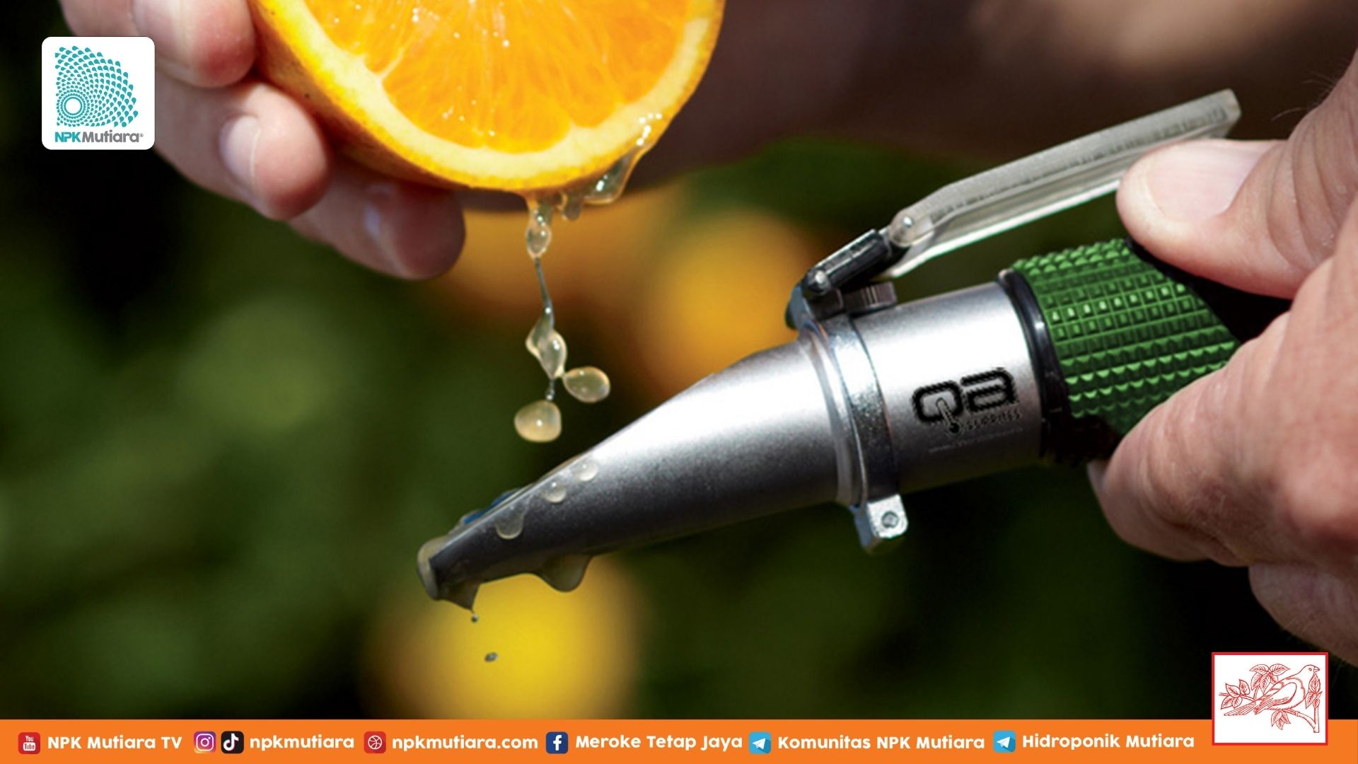 Mengapa Tingkat Manis Buah Bisa Berbeda? Ini Dia Faktor yang Mempengaruhi Nilai Brix 