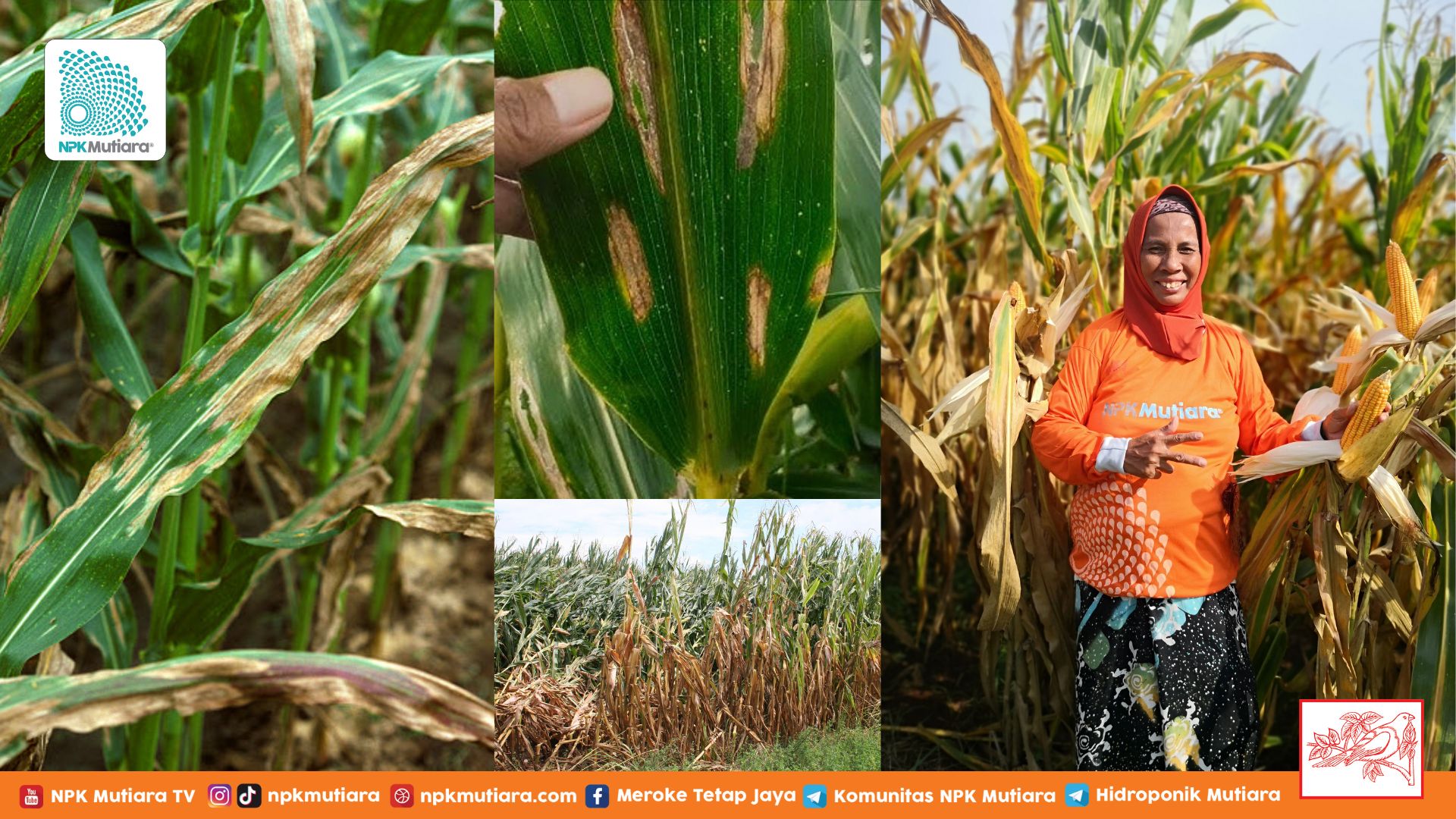 6 Cara Ampuh Atasi Hawar Daun Jagung yang Bikin Panen Gagal! Jangan Sampai Tanamanmu Rusak Parah!