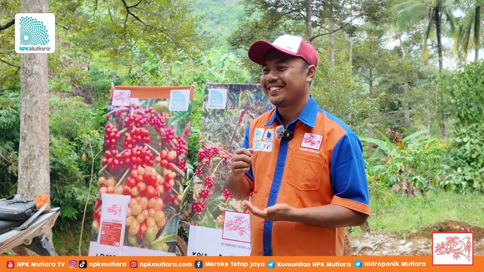Jangan Salah Pupuk! Begini Cara Tentukan Dosis Pemupukan Kopi Berdasarkan Populasi!