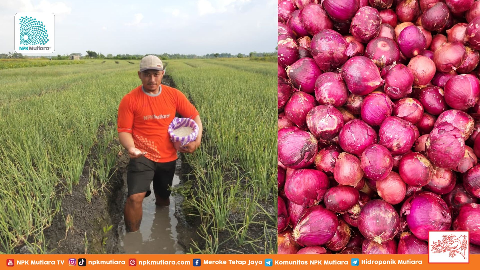 Membongkar Rahasia Kesuksesan Petani Nganjuk dari Usaha Pembibitan Bawang Merah