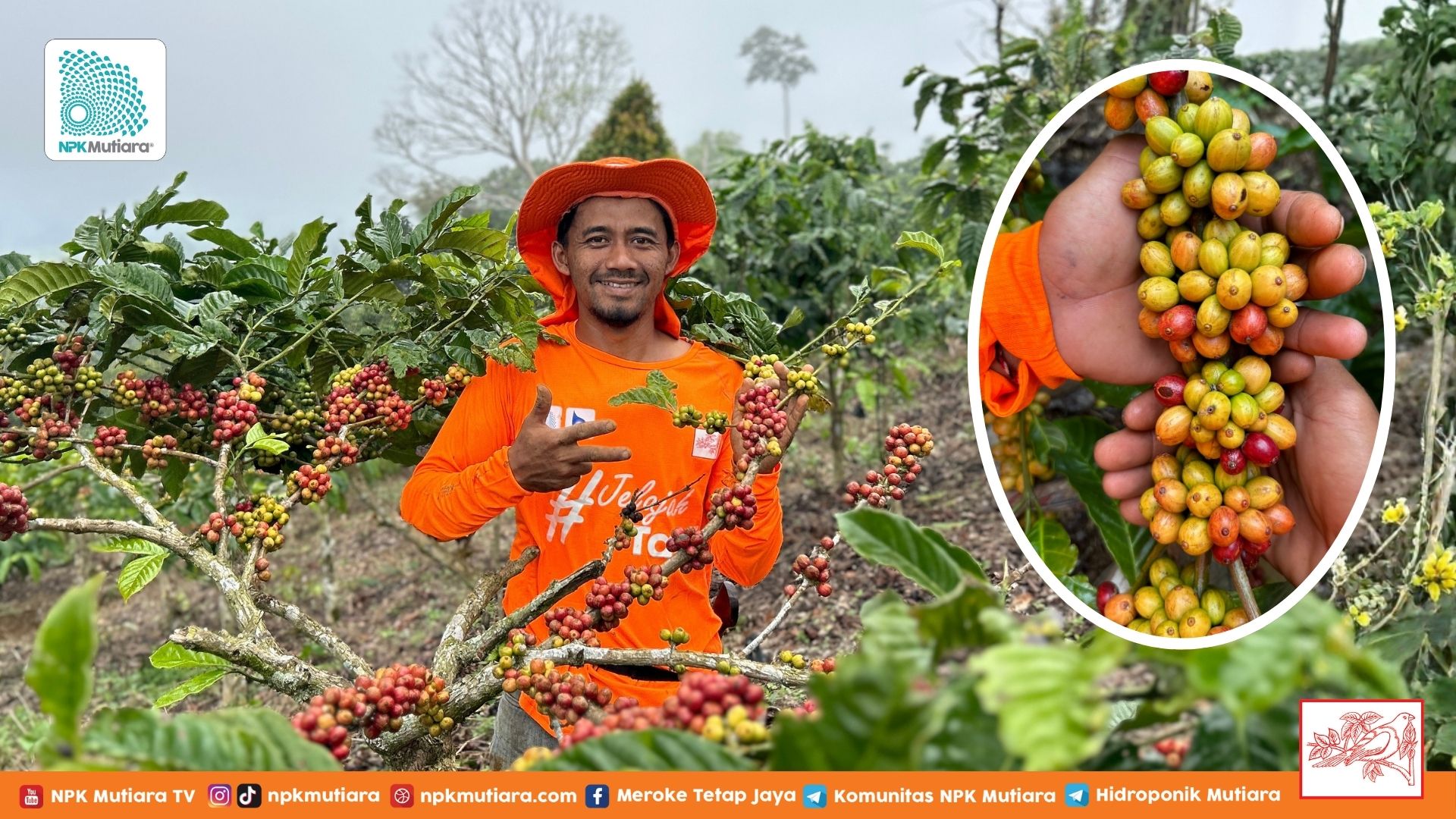 Pupuk Tepat, Hasil Maksimal! Panduan Lengkap Nutrisi Kopi Anti Gagal! 
