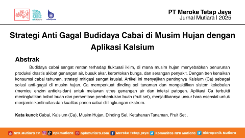 Strategi Anti Gagal Budidaya Cabai di Musim Hujan dengan Aplikasi Kalsium
