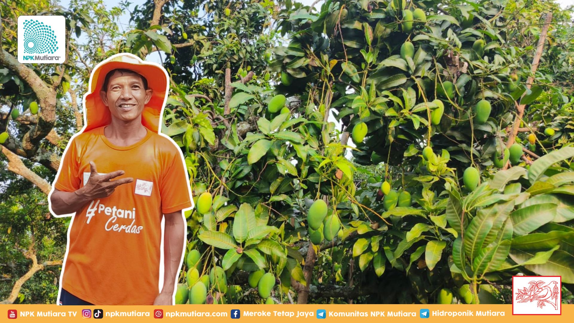 Mengulik Strategi Budidaya Mangga Off Season untuk Meraup Untung 10 Kali Lipat